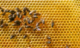 Построиха дом за 1500 пчели насред бетонен град