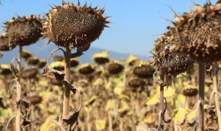 Зърнопроизводители скочиха срещу украински слънчоглед