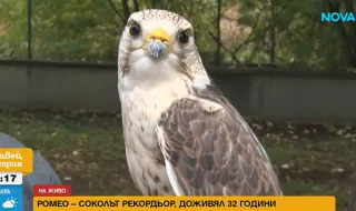 32-годишният Ромео е най-възрастният ловен сокол в света (ВИДЕО)