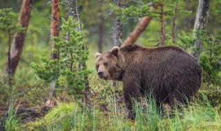 Мечки нападат стада и кошери в Кърджалийско