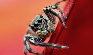 Учени установиха, че паяците ослепяват, когато гладуват