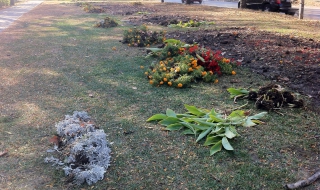 Подменят столичните цветя