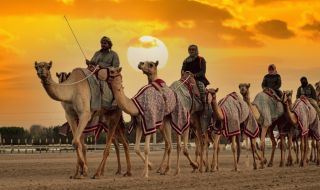 Започна фестивалът на камилите на краля на Саудитска Арабия (ВИДЕО)