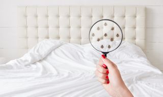 Леглото  - развъдник на бактерии и болести 