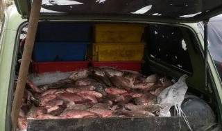 2660 кг риба е иззета при нарушения от незаконен улов