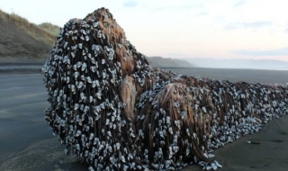 Мистериозно чудовище бе изхвърлено на плаж в Нова Зеландия