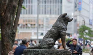 Токио ще отпразнува 100-годишнината на Хачико 