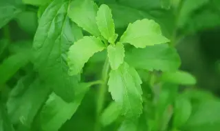 Стевията заменя тютюна в Родопите: Ученици чертаят нова стратегия за поминъка на местните хора