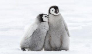 Пингвините, за които дори не подозирате, че съществуват