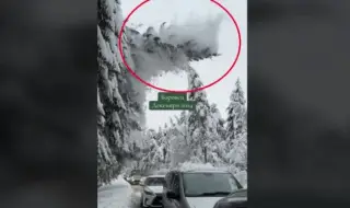 Tree fell in the middle of a convoy of cars heading to Borovets 