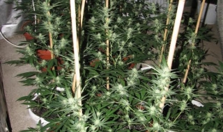 Разкриха наркооранжерия в кюстендилско село