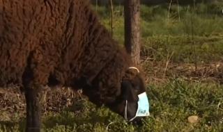 Бременна столична овца спазва стриктно мерките срещу COVID-19 (ВИДЕО)