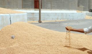 Реколтата от пшеница стига 6 млн. тона