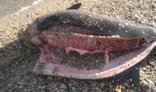 Убит делфин потресе рибари