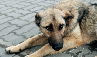Мъж уби с ритници бездомно куче в София