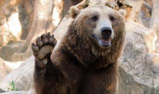 Разказ: Как се учи мечка да говори?