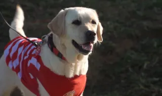 Girona's Labrador: The four-legged mascot that changed Spanish football