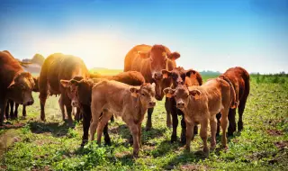 Китай успешно клонира застрашени породи говеда (СНИМКИ)