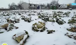 Земеделец заравя 50 тона зеле заради ниски изкупни цени