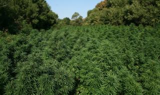 Откриха 100 кг канабис край Гоце Делчев