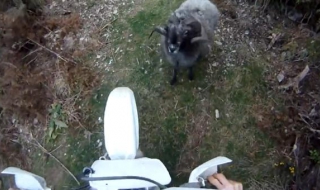 Смях: Зъл овен нападна състезател по мотокрос (Видео)