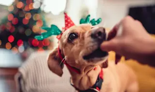 Експерти: Не давайте храна от празничната трапеза на кучето си 