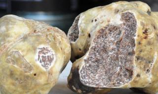 Най-скъпият сорт трюфели - 10 000 лв/кг