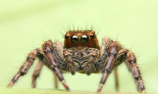 Гигантски паяци превземат Обединеното кралство
