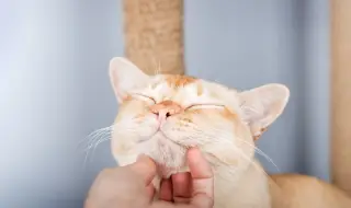 Мъркането на котките се оказа тяхна изненадваща "визитна картичка"