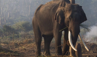 Слон нападна непалско село