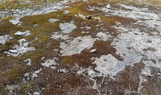 Ново откритие: Животните са се научили да копаят дупки преди 550 милиона години