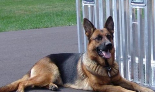 Полицейско куче нахапа футболист по време на мач