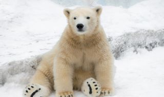 Сигурна смърт заплаши бяла мечка, тя потърси помощ от хората 