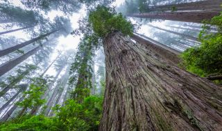 Изследователи откриха най-високото дърво в Азия