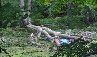 Жена загина, затисната от дърво в Разградско