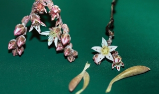 Кръстиха растение на Джими Хендрикс