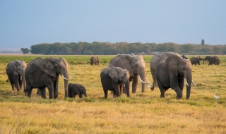 Разкриха загадките на слонския сън