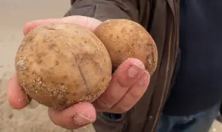 Пресните картофи с рекордна цена