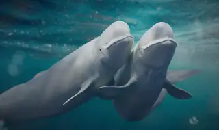 2 кита бяха евакуирани от делфинариум в Украйна и преместени в Испания (ВИДЕО)