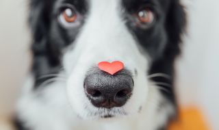 Куче получи 5 млн. долара завещание