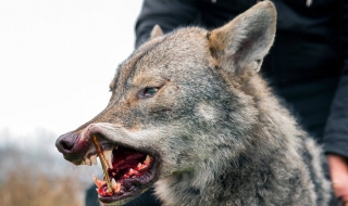 Ловец уби вълчица, тормозела село (Снимки)