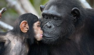 И при шимпанзетата има менопауза