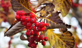 Времето днес, прогноза за вторник, 11 ноември: Облачно и дъждовно, валежите спират от запад