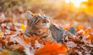 Времето днес, прогноза за петък, 12 декември: Слънчево. Преди обяд видимостта на много места ще е намалена