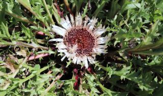 Лековита билка пази от злото