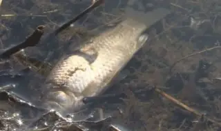 Хиляди мъртви риби изплуваха край Гребната база в Пловдив