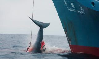 Япония разреши убийството на китове