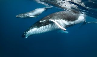 Заснеха уникално ВИДЕО на женски кит, кърмещ бебето си