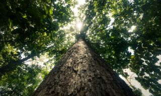 Най-старото дърво на планетата е на 5000 години (ВИДЕО)