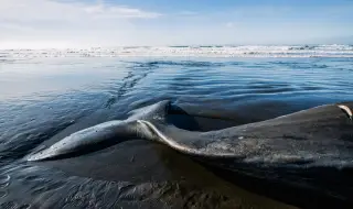 Най-редкият кит в света е намерен мъртъв на плаж в Нова Зеландия (СНИМКИ)